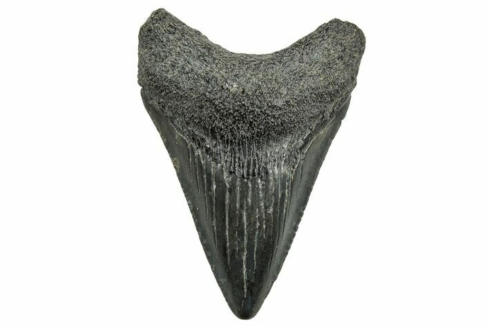 Juvenile Megalodon Tooth - South Carolina #326342